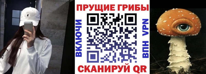 Псилоцибиновые грибы Psilocybe  Купить закладки  Фурманов 